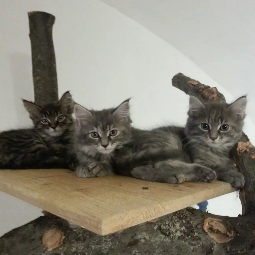 Maine Coon Kitten bei seriösen Züchter