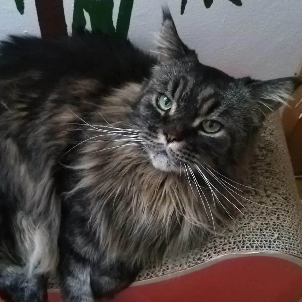 Katzenrasse: die Maine Coon Katze