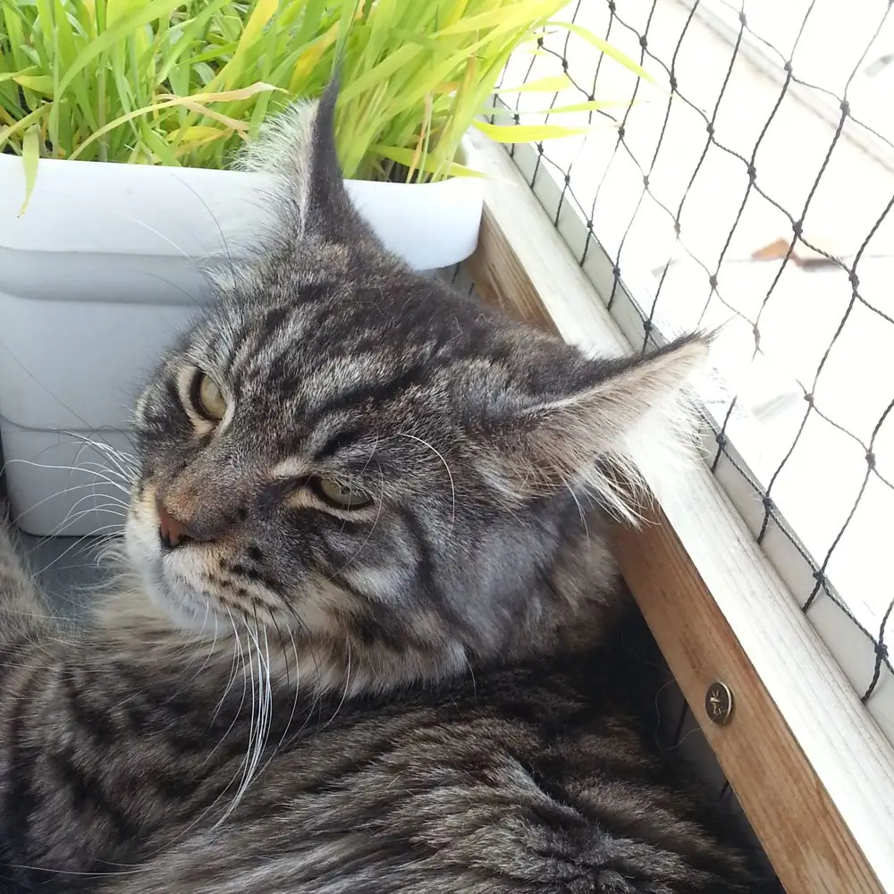 Katze am mit Katzennetz gesicherten Fenster