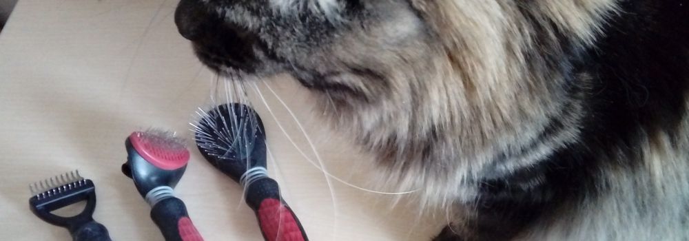 Fellpflege für Katzen: Schönes und gesundes Katzenfell