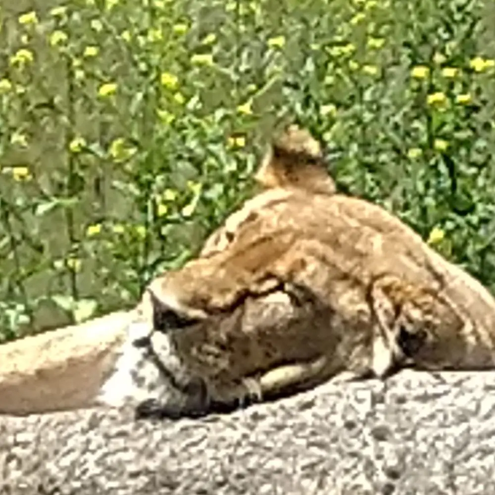 Schlafende Löwin im Tiergarten Schönbrunn